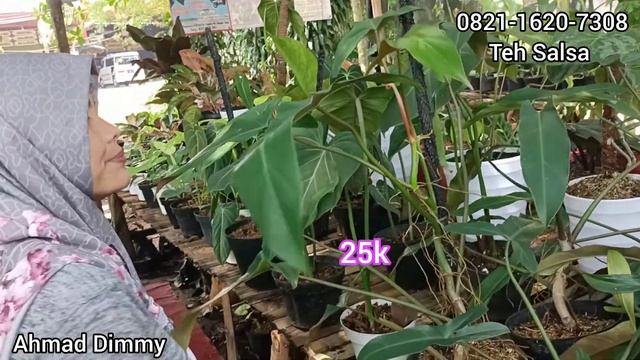 KARENA MAU PINDAHAN TANAMANNYA DIJUAL MURAH MERIAH SAJA ‼️ADA PROMO HARGA смотреть онлайн