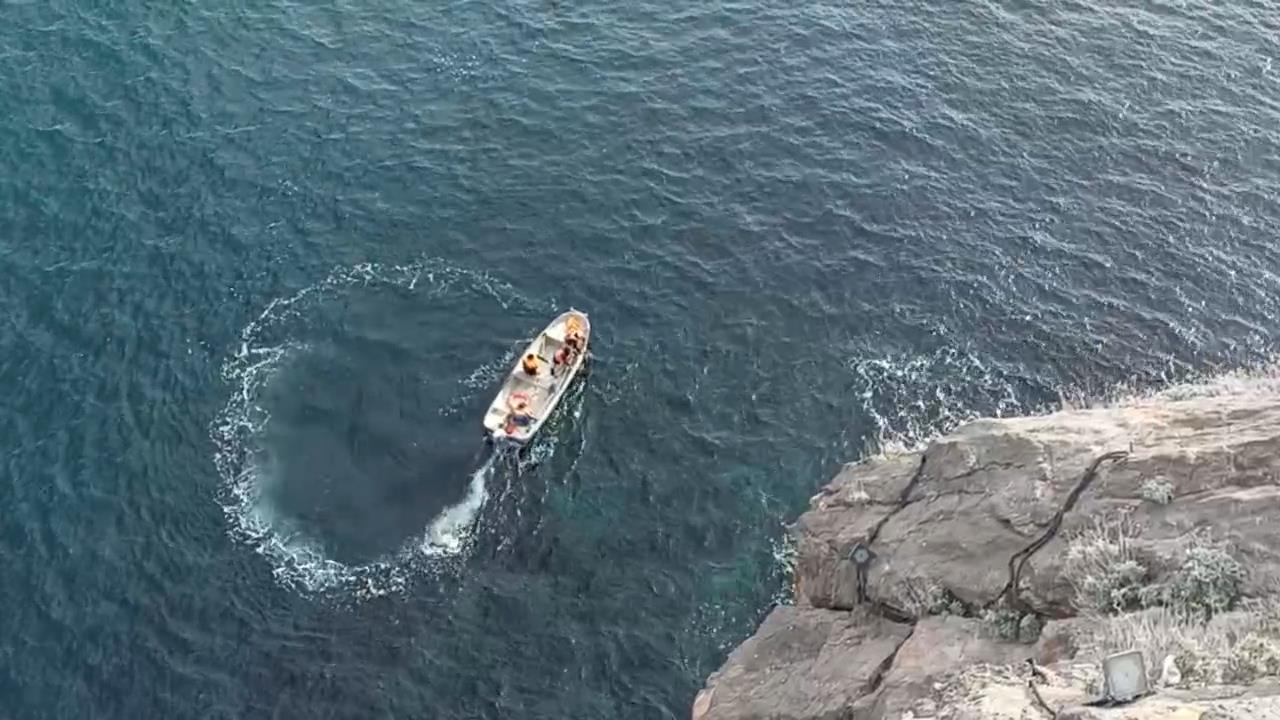 Кошку, сброшенную со смотровой "Ласточкино гнезда", обнаружили живой