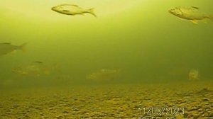 SUNP0002 Плотвички и окуньки