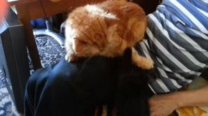 Воспитание детей по кошачьему