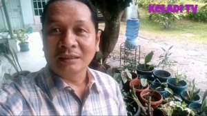 Oooohhhh ...Demam Bunga Keladi ...