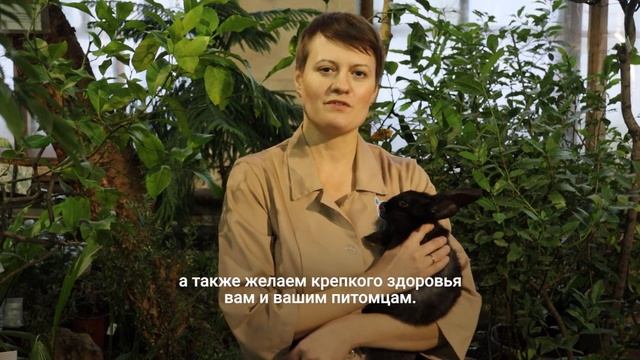 Поздравления с Новым годом от героев проекта Снег Медиа смотреть онлайн