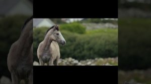 Звуки лошади/ржание коня/Horse’s sound
