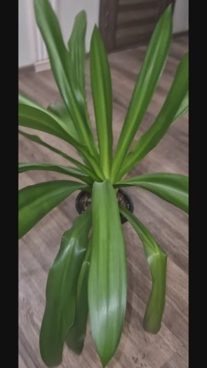 Морская звезда Гименокаллис Карибский🪴