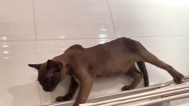 Бенджамин канатоходец смотреть онлайн