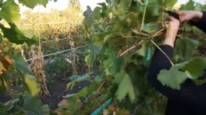 Предварительная обрезка куста. Питомник Удачный мир, Лебедянь 2018