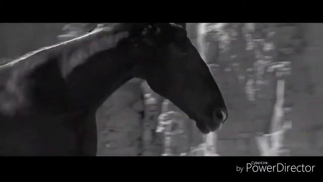 Мини Клип про лошадей смотреть онлайн