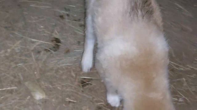 Лайки України! Цуценята лайки ЗСЛ. Чим годуємо собак! смотреть онлайн