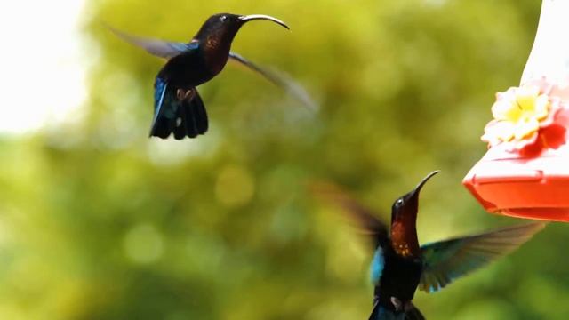 Красивая расслабляющая музыка со звуками птиц 🦜 Фортепианная музыка, позитивная энергия на утро смотреть онлайн