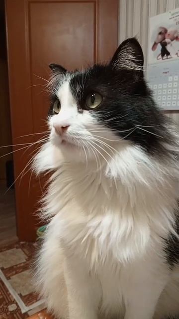 Марсик покупает всё #кот #котики #зверьёмоё #безкотажизньнета #пушистики #Марсик