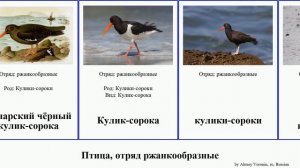 Птица, отряд ржанкообразные кулик-сорока bird Австралийский чёрный пегий Heads Новозеландский Nine