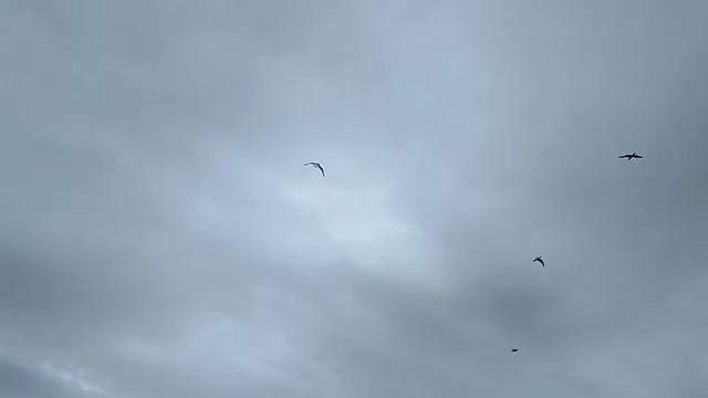 Атака бакланов 2 смотреть онлайн