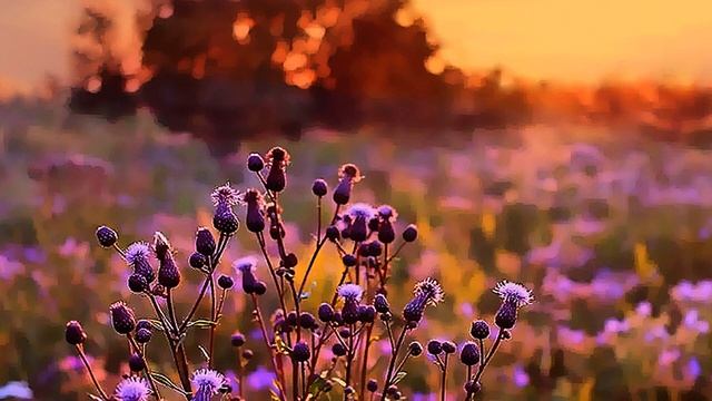 Звуки природы, пение птиц | RELAX | Singing birds and cicadas смотреть онлайн