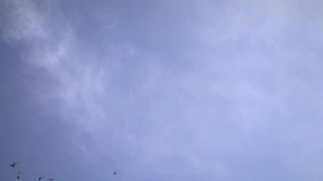 БОЙНЫЕ ГОЛУБИ КАЗАХСТАНА,Сентябрьские подьемы голубей КЗ.