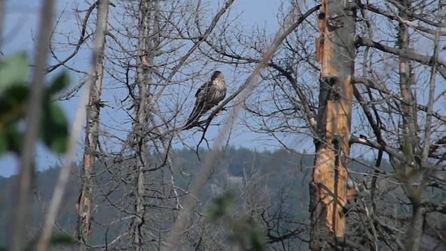 Тревожные крики самки полевого луня смотреть онлайн