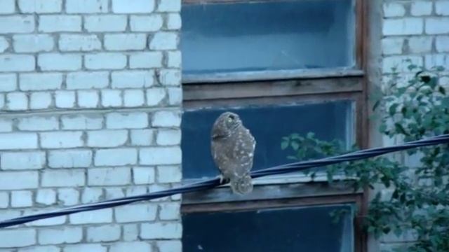 Вот кто не дает нам спать - орёт всю ночь! смотреть онлайн