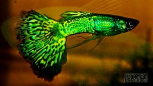 Зелёная рыба (Во заплыли!) - Kol-O-Bok