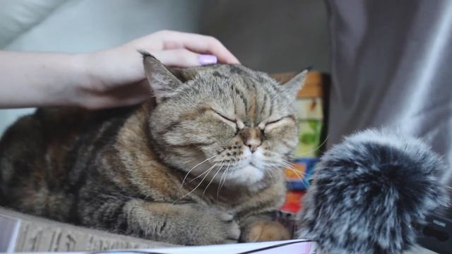 АСМР Мурчание | Мурлыканье кошки для сна | Cat purring 🌙✨