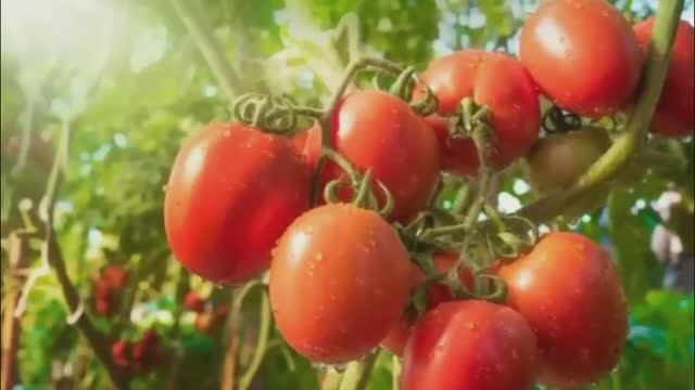 ЛУЧШИЙ СОРТ ТОМАТОВ В 2025 смотреть онлайн