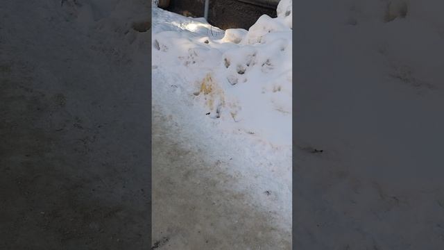 24 февраля 2025 г., 11:29:35
ул. Полины Осипенко
VID_20250224_112807665