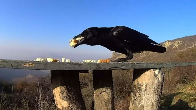 песня "взмах крыла" смотреть онлайн