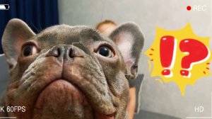 Что нужно для французского бульдога