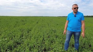 ПОЧВЕННЫЕ ГЕРБИЦИДЫ на нуте - выбираем лучший.