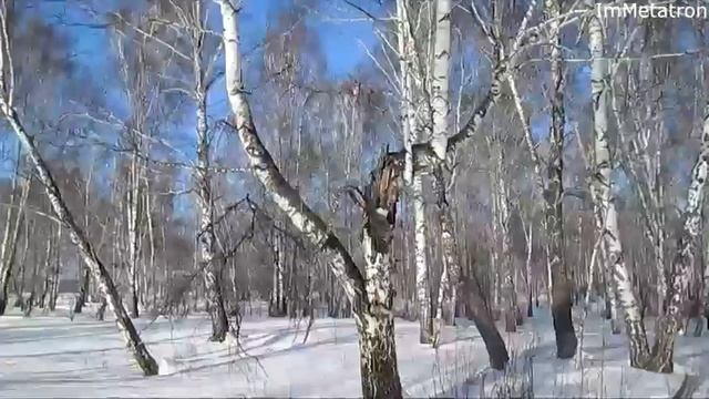 Лес зима Сибирь - Winter forest Siberia