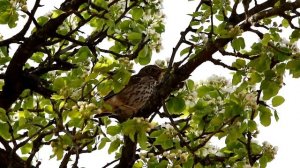 Поет певчий дрозд. Turdus philomelos. Птицы Беларуси.