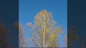 Золотой вальс берёз. Richard Clayderman-LES FLEURS SAUVAGES.