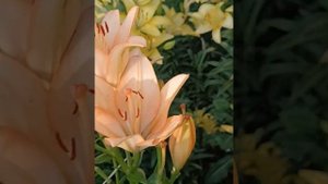 у  Наших Прекрасных  Хороших Соседей Цветут Лилии 5.07.2023 года  г.Павлоград Украина