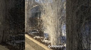Сад им. Баумана . 25.02.2025 г. Москва.