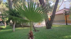 Обзор территории Отеля Armas Kaplan Paradise Кемер Турция 🇹🇷 2023 #insta360 #2023 #turkey октябрь