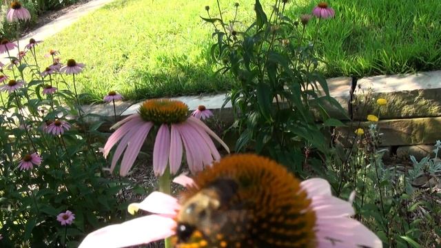 Echinacea with bee polinator смотреть онлайн