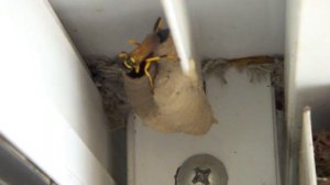 Mud Dauber Wasp and baby