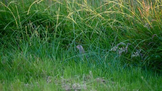 Corn crake bird sound Åkerrikse sang lyd Коростель Kornknarr Karaktertegning Wachtelkönig Crex cre смотреть онлайн