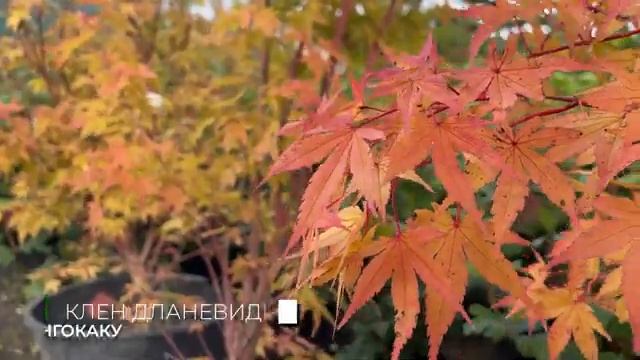 Осенняя палитра Ромашкино Парк