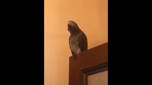 Попугай Жора. И считает, и кота Марсика копирует смотреть онлайн