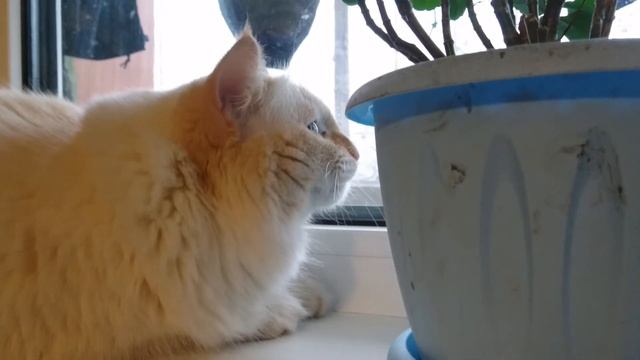 Реакция кота на птиц. Морзянка смотреть онлайн