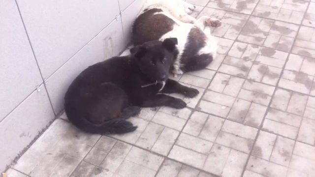 Ништяк ТВ : Петрович и Владоний (Все о чем говорили) смотреть онлайн