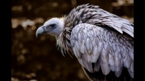 Звук стервятника