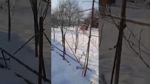 Бочкарёва Светлана