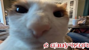 Приколы с котами! Смешные коты! С ОЗВУЧКОЙ! ЛУЧШИЕ - Смешные животные! 2025!