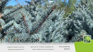 Ель колючая Эдит - самая голубая ель