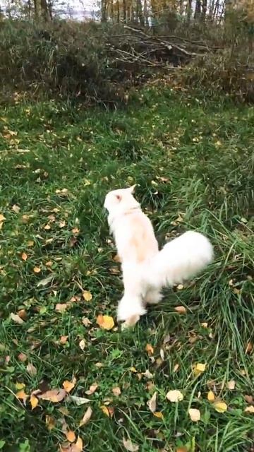 Мэйн кун на прогулке смотреть онлайн