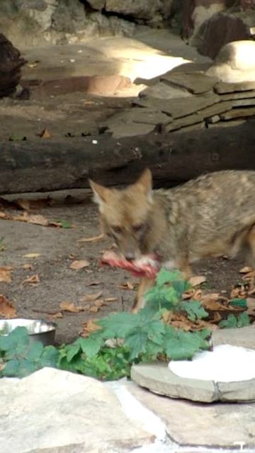 Шакал ест мясо #Зоопарк #Zoo #jackal #animals #ab96 #животные #московскийзоопарк