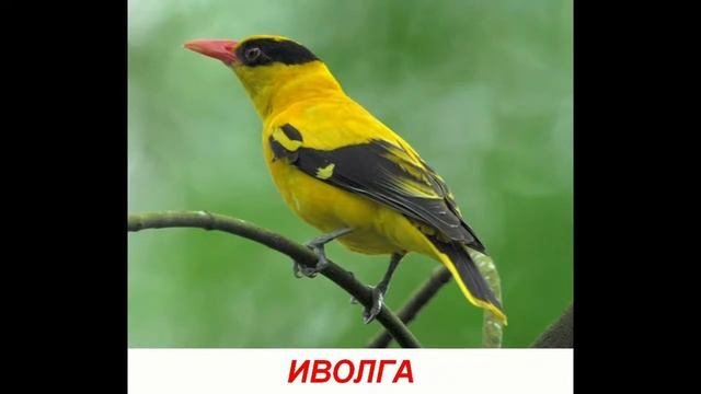 Голоса птиц для детей Развивалки 'Умный Ребенок' смотреть онлайн