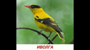 Голоса птиц для детей  Развивалки 'Умный Ребенок'