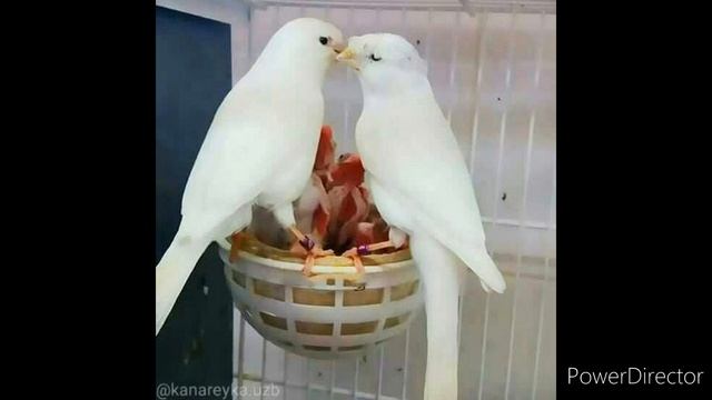 Пение канарейки$ канарейка сайраши.