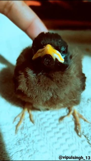 A Little Bird | After 6 days of rescue смотреть онлайн